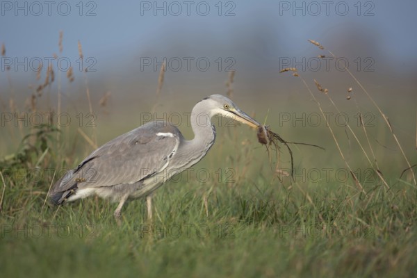 Catching mice... Grey heron (Ardea cinerea) after successfully catching prey with a mouse in its beak in the natural environment of a meadow, native nature, Bislicher Insel, Wesel district, Lower Rhine, North Rhine-Westphalia, Germany, Western Europe