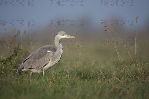 Food opportunist... Grey heron (Ardea cinerea) runs through the tall grass of a meadow in search of food, in addition to mice and frogs, grey herons also eat young hares, take nests from meadow breeders and more, native nature, Bislicher Insel, Wesel district, Lower Rhine, North Rhine-Westphalia, Germany, Western Europe