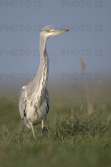 Grey heron (Ardea cinerea) striding through a high meadow on the hunt, especially low, impressively low, appealing point of view, mouse perspective, frontal view, funny picture, native nature, Bislicher Insel, Kreis Wesel, Lower Rhine, North Rhine-Westphalia, Germany, Western Europe