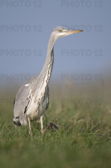 Research... Grey heron (Ardea cinerea) striding through a high meadow while hunting, particularly low, impressive point of view, mouse perspective, funny picture, local nature, Bislicher Insel, district Wesel, Lower Rhine, North Rhine-Westphalia, Germany, Western Europe