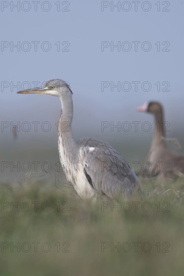Mismatched pair... Grey heron (Ardea cinerea) together with a white-fronted goose in a meadow, pasture in the nature reserve Bislicher Insel, wintering area for many wild geese, soft colours, clear light, native nature, Bislicher Insel, district Wesel, Lower Rhine, North Rhine-Westphalia, Germany, Western Europe