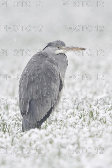 Grey heron (Ardea cinerea) stands in winter in heavy snowfall on a snow-covered meadow, in a field, winter wheat field, protects itself against the wet cold, seems to freeze, looks funny, native wildlife in winter, native nature, Bislicher Insel, district Wesel, Lower Rhine, North Rhine-Westphalia, Germany, Western Europe
