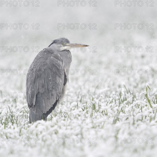 Grey heron (Ardea cinerea) stands in winter in heavy snowfall on a snow-covered meadow, in a field, winter wheat field, protects itself against the wet cold, seems to freeze, looks funny, native wildlife in winter, native nature, Bislicher Insel, district Wesel, Lower Rhine, North Rhine-Westphalia, Germany, Western Europe