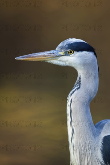 Portrait at the city pond...Grey heron (Ardea cinerea), detailed close-up, head portrait in front of atmospheric, natural background, autumnal colours, native nature, Rhineland, Lower Rhine, North Rhine-Westphalia, Germany, Western Europe