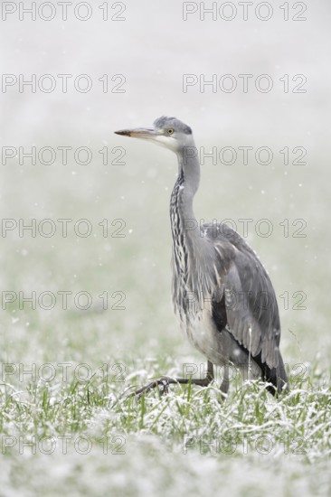 Grey heron (Ardea cinerea) walking through a snow-covered meadow in winter during heavy snowfall, a field, winter wheat field, looks funny, native wildlife in winter, native nature, Bislicher Insel, Wesel district, Lower Rhine, North Rhine-Westphalia, Germany, Western Europe