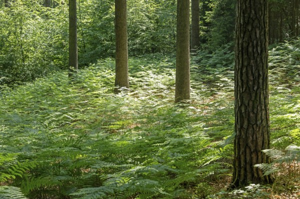Ferns, trees, forest, Sieversen, Rosengarten, Lower Saxony, Germany