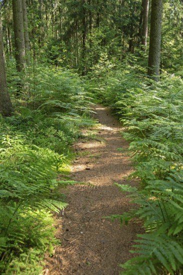 Path through bracken, forest, Sieversen, Rosengarten, Lower Saxony, Germany