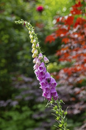 Common foxglove (Digitalis purpurea), Hummel, Sieversen, Rosengarten, Lower Saxony, Germany