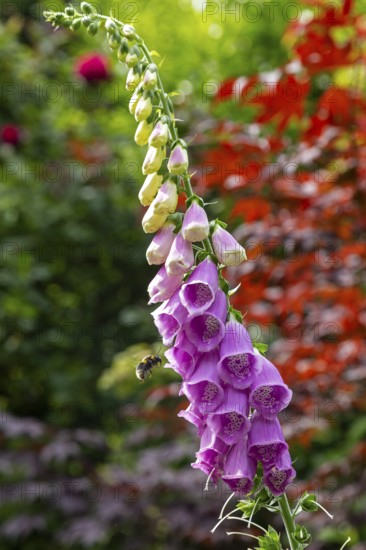 Common foxglove (Digitalis purpurea), bumblebee approaching, Sieversen, Rosengarten, Lower Saxony, Germany