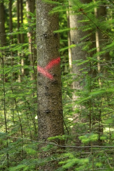 Tree marked for felling, forest, Sieversen, Rosengarten, Lower Saxony, Germany