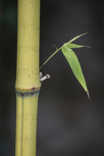 Bamboo (Phyllostachys), Veneto, Italy