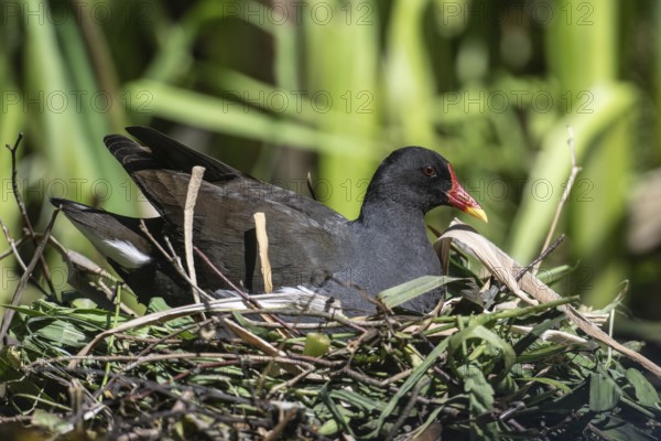 Green-footed moorhen (Gallinula chloropus) on the nest, Emsland, Lower Saxony, Germany