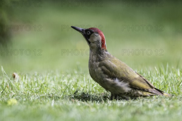 Green woodpecker (Picus viridis), Emsland, Lower Saxony, Germany