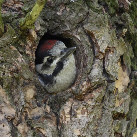 Cute to look at... Great spotted woodpecker (Dendrocopos major), almost fledged young bird looks out of the nest cavity, woodpecker cavity, series animal children, is funny to look at, local nature, Meerbusch, Rhineland, Lower Rhine, North Rhine-Westphalia, Germany, Western Europe