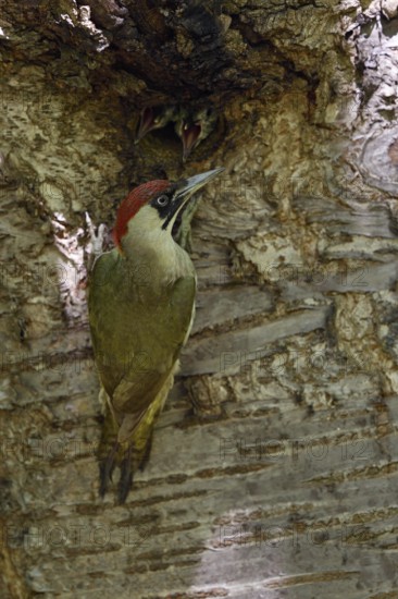 Green woodpecker (Picus viridis), young birds sticking their heads out of the hidden nesting cavity, begging and wanting to be fed, adult bird looking around, tree cavity in a wild cherry, native nature, Meerbusch, Rhineland, Lower Rhine, North Rhine-Westphalia, Germany, Western Europe