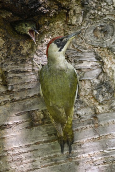 With food in its crop... Green woodpecker (Picus viridis), young bird sticks its head out demanding, begs and wants to be fed, woodpecker at the breeding cavity, tree cavity in a wild cherry, native nature, Meerbusch, Rhineland, Lower Rhine, North Rhine-Westphalia, Germany, Western Europe