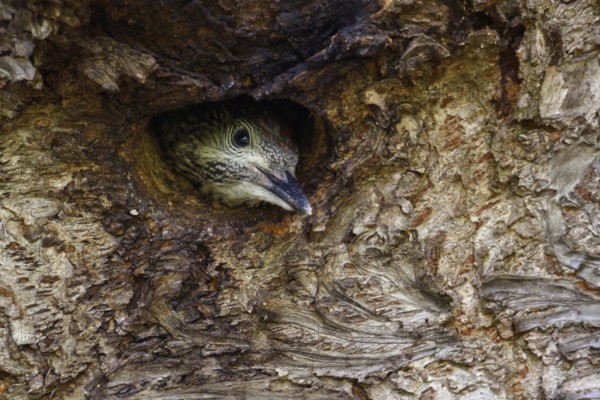 A little head peeks out of the cavity... Green woodpecker (Picus viridis), young bird shortly in front of departure, almost fledged, looking out of its well-hidden, maximally inconspicuous nesting cavity in a wild cherry tree, frontal shot, funny picture, series animal children, local nature, Meerbusch, Rhineland, Lower Rhine, North Rhine-Westphalia, Germany, Western Europe