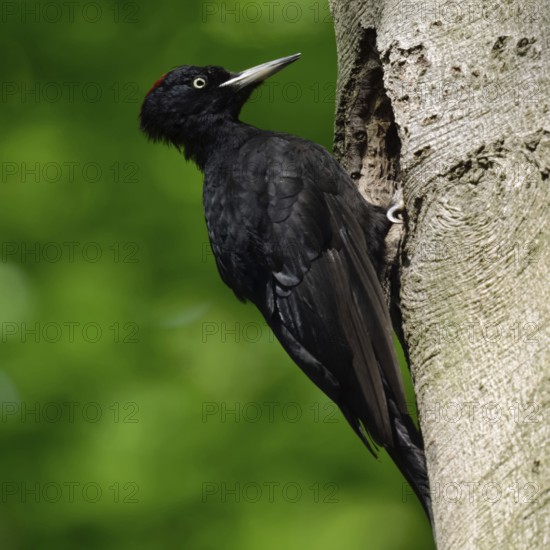 Black woodpecker (Dryocopus martius), adult female, sits in typical pose in front of its breeding cavity in an old beech tree, largest native woodpecker species, woodpecker, requires old trees as habitat for reproduction and foraging, wildlife, native nature, Meerbusch, Rhineland, Lower Rhine, North Rhine-Westphalia, Germany, Western Europe