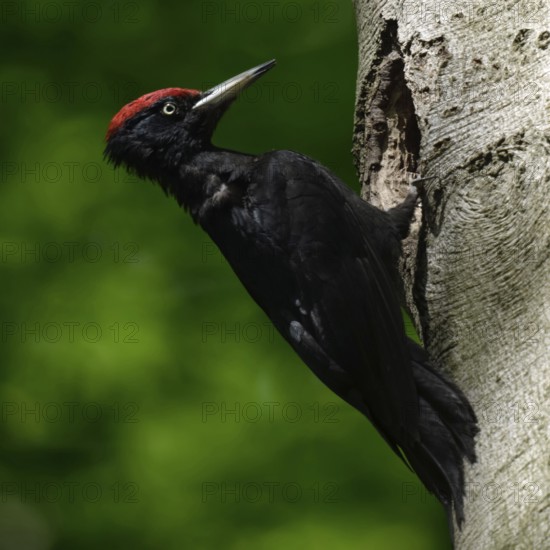 Black woodpecker (Dryocopus martius), adult male, sitting in typical pose in front of his breeding cavity in an old beech tree, largest native woodpecker species, woodpecker, requires old trees as habitat for breeding and foraging, wildlife, native nature, Meerbusch, Rhineland, Lower Rhine, North Rhine-Westphalia, Germany, Western Europe
