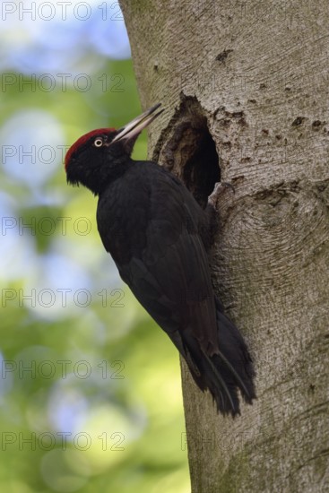 Typical call... Black woodpecker (Dryocopus martius), adult male, sits in typical pose in front of his nesting cavity, tree cavity, woodpecker cavity, in an old beech tree, calls audible from afar into the forest, communicates with his mate, largest native woodpecker species, woodpecker, needs old trees as habitat for reproduction and foraging, wildlife, native nature, Meerbusch, Rhineland, Lower Rhine, North Rhine-Westphalia, Germany, Western Europe