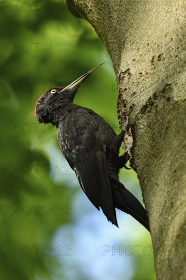 Woodpecker tongue... Black woodpecker (Dryocopus martius), adult male, sits in typical pose in front of his tree cavity in an old beech tree, sticks out his highly specialised long tongue, largest native woodpecker species, woodpecker, needs old trees as habitat for reproduction and foraging, wildlife, native nature, Meerbusch, Rhineland, Lower Rhine, North Rhine-Westphalia, Germany, Western Europe