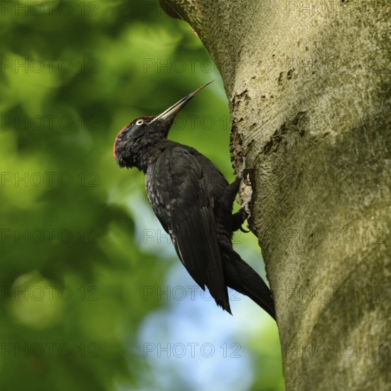 Woodpecker tongue... Black woodpecker (Dryocopus martius), adult male, sits in typical pose in front of his tree cavity in an old beech tree, sticks out his highly specialised long tongue, largest native woodpecker species, woodpecker, needs old trees as habitat for reproduction and foraging, wildlife, native nature, Meerbusch, Rhineland, Lower Rhine, North Rhine-Westphalia, Germany, Western Europe