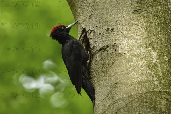 Black woodpecker (Dryocopus martius), adult male, sits at his breeding cavity, tree cavity, nesting cavity, woodpecker cavity in an old beech tree, largest native woodpecker species, woodpecker, requires old trees as habitat for reproduction and foraging, wildlife, native nature, Meerbusch, Rhineland, Lower Rhine, North Rhine-Westphalia, Germany, Western Europe