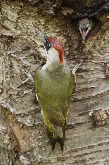 Before feeding... Green woodpecker (Picus viridis) at the breeding cavity, hungry young bird with adult bird at the entrance hole in an old cherry tree, funny picture, series animal children, local nature, Meerbusch, Rhineland, Lower Rhine, North Rhine-Westphalia, Germany, Western Europe