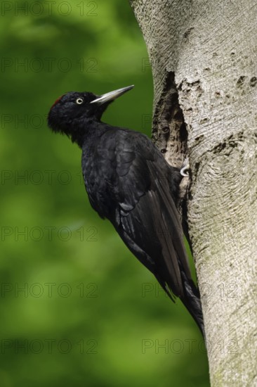 Black woodpecker (Dryocopus martius), adult female, sits in typical pose in front of its breeding cavity in an old beech tree, largest native woodpecker species, woodpecker, requires old trees as habitat for reproduction and foraging, wildlife, native nature, Meerbusch, Rhineland, Lower Rhine, North Rhine-Westphalia, Germany, Western Europe