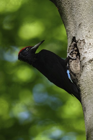 Black woodpecker (Dryocopus martius), adult male, sitting in a typical pose in front of his breeding cavity in an old beech tree, leaning far back, largest native woodpecker species, woodpecker, requires old trees as habitat for breeding and foraging, wildlife, native nature, Meerbusch, Rhineland, Lower Rhine, North Rhine-Westphalia, Germany, Western Europe