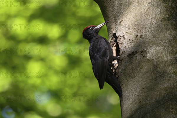 Black woodpecker (Dryocopus martius), adult male, sits in typical pose in front of his breeding den in an old beech tree, sticks out his highly specialised long tongue, largest native woodpecker species, woodpecker, needs old trees as habitat for breeding and foraging, wildlife, native nature, Meerbusch, Rhineland, Lower Rhine, North Rhine-Westphalia, Germany, Western Europe