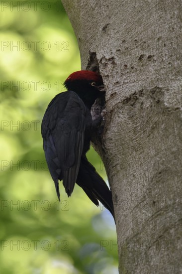 Black woodpecker (Dryocopus martius), adult male at the breeding cavity, nesting cavity, feeds offspring in an old beech tree, animal behaviour, largest native woodpecker species, woodpecker, old trees, wildlife, native nature, Meerbusch, Rhineland, Lower Rhine, North Rhine-Westphalia, Germany, Western Europe