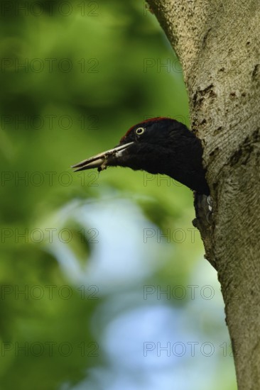 Black woodpecker (Dryocopus martius), adult male, looks out of his breeding cavity in an old beech tree, holds excrement, faecal sac in his beak, brood hygiene, nest hygiene, keeps the woodpecker cavity clean, animal behaviour, largest native woodpecker species, woodpecker, old trees, wildlife, native nature, Meerbusch, Rhineland, Lower Rhine, North Rhine-Westphalia, Germany, Western Europe