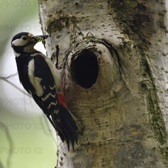 Beak full of food... Great spotted woodpecker (Dendrocopos major) at the breeding cavity, tree cavity, native nature, Meerbusch, Rhineland, Lower Rhine, North Rhine-Westphalia, Germany, Western Europe