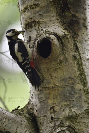 Beak full of food... Great spotted woodpecker (Dendrocopos major) at the breeding cavity, tree cavity, native nature, Meerbusch, Rhineland, Lower Rhine, North Rhine-Westphalia, Germany, Western Europe