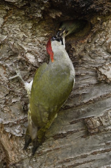 The handing over of food... Green woodpecker (Picus viridis), female woodpecker feeds already older young bird at the cave entrance, hands over food to the offspring, local nature, Meerbusch, Rhineland, Lower Rhine, North Rhine-Westphalia, Germany, Western Europe
