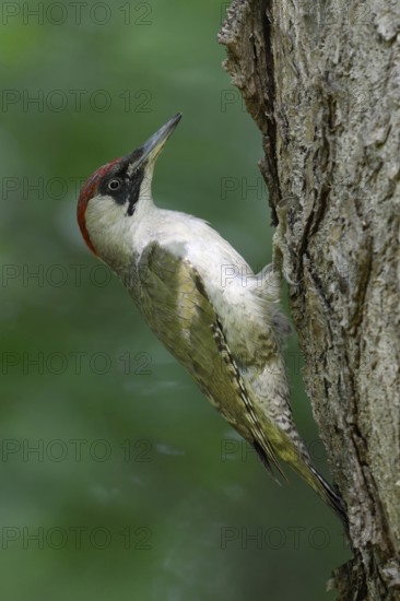 Climbing a tree... Green woodpecker (Picus viridis), typical woodpecker species in gardens, parks and open forests, native nature, Meerbusch, Rhineland, Lower Rhine, North Rhine-Westphalia, Germany, Western Europe
