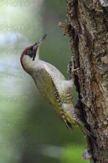 Somewhere in the forest... Green woodpecker (Picus viridis), female green woodpecker, native woodpecker, almost everywhere quite common woodpecker species, yellow-green woodpecker, often seen in parks and gardens, native nature, Meerbusch, Rhineland, Lower Rhine, North Rhine-Westphalia, Germany, Western Europe