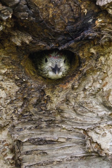 Silent observer... Green woodpecker (Picus viridis), young woodpecker, young woodpecker looks out of its well-hidden, maximally inconspicuous breeding cavity in a wild cherry, frontal shot, funny picture, series animal children, native nature, Meerbusch, Rhineland, Lower Rhine, North Rhine-Westphalia, Germany, Western Europe