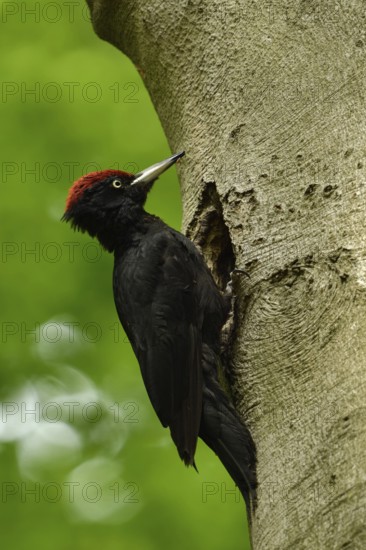 Black woodpecker (Dryocopus martius), adult male, sits at his breeding cavity, tree cavity, nesting cavity, woodpecker cavity in an old beech tree, largest native woodpecker species, woodpecker, requires old trees as habitat for reproduction and foraging, wildlife, native nature, Meerbusch, Rhineland, Lower Rhine, North Rhine-Westphalia, Germany, Western Europe