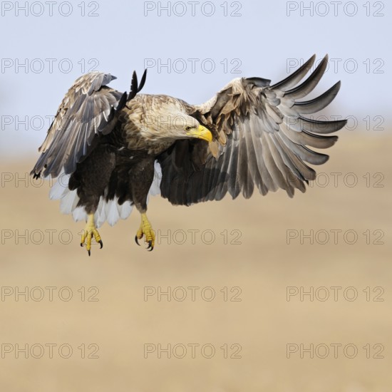 European white-tailed eagle (Haliaeetus albicilla) in flight over a wetland, is hunting, observing potential prey, largest native bird of prey, impressive adult eagle, colourful, strong adult bird, frontal action shot, beautiful, harmonious brown-beige colours, clear light, very detailed, native nature, Mecklenburg-Western Pomerania, Germany, Western Europe
