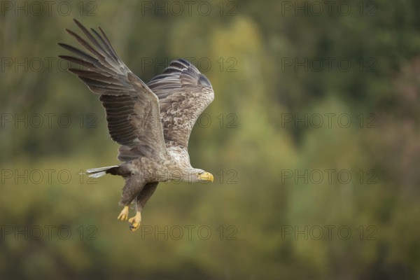 On large, broad wings... White-tailed eagle (Haliaeetus albicilla), mighty bird of prey, adult eagle flies with powerful wing beats and sharp gaze along a forest edge, clear light, very detailed, native nature, Mecklenburg-Western Pomerania, Germany, Western Europe