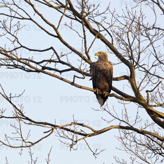In the tree... White-tailed eagle (Haliaeetus albicilla) resting on a branch, securing the surroundings, looking out, colourful, experienced adult bird, largest native bird of prey, eagle, native birdlife, wildlife, nature in Europe, clear light, very detailed, native nature, Mecklenburg-Western Pomerania, Germany, Western Europe