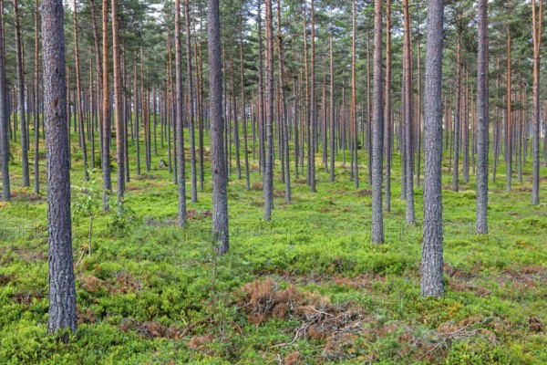 Pine forest with green blueberry bushes on the ground in summer