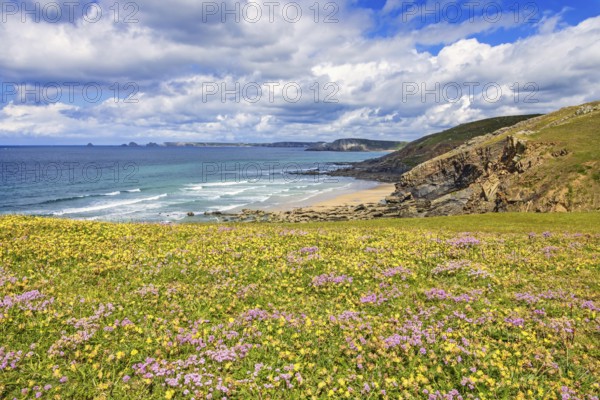 Meadow with wildflowers in bloom by a rocky coastline and a scenics view to the horizon a sunny summer day, Crozon Peninsula, Bretagne, France