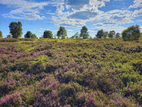 A wide landscape full of heather stretches under a beautiful blue sky, Summer, High Fens, Eifel National Park, MÃ¼tzenich, Waimes, LiÃ¨ge, Belgium