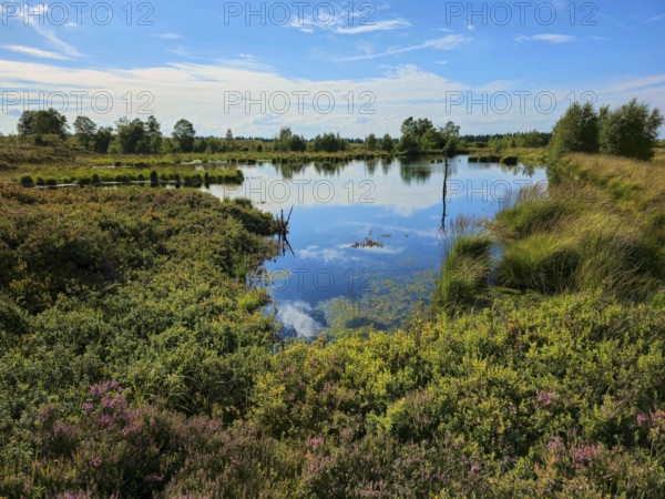 A calm moor lake reflects the blue sky with clouds, surrounded by green nature, summer, High Fens, Eifel National Park, MÃ¼tzenich, Waimes, LiÃ¨ge, Belgium