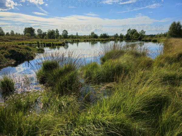 Lush grasses grow on the shore of a reflecting moor lake under a blue sky, summer, High Fens, Eifel National Park, MÃ¼tzenich, Waimes, LiÃ¨ge, Belgium