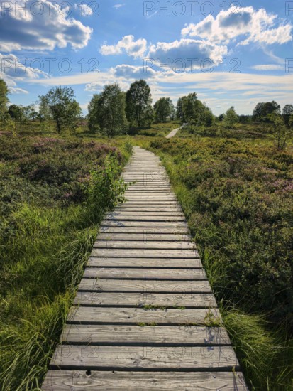 A wooden path leads through a blooming heath landscape under a sunny sky, summer, High Fens, Eifel National Park, MÃ¼tzenich, Waimes, LiÃ¨ge, Belgium