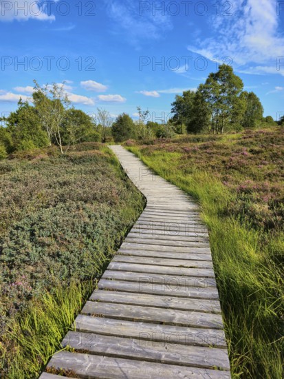 A winding wooden path runs through a heath, wooded landscape, summer, High Fens, Eifel National Park, MÃ¼tzenich, Waimes, LiÃ¨ge, Belgium